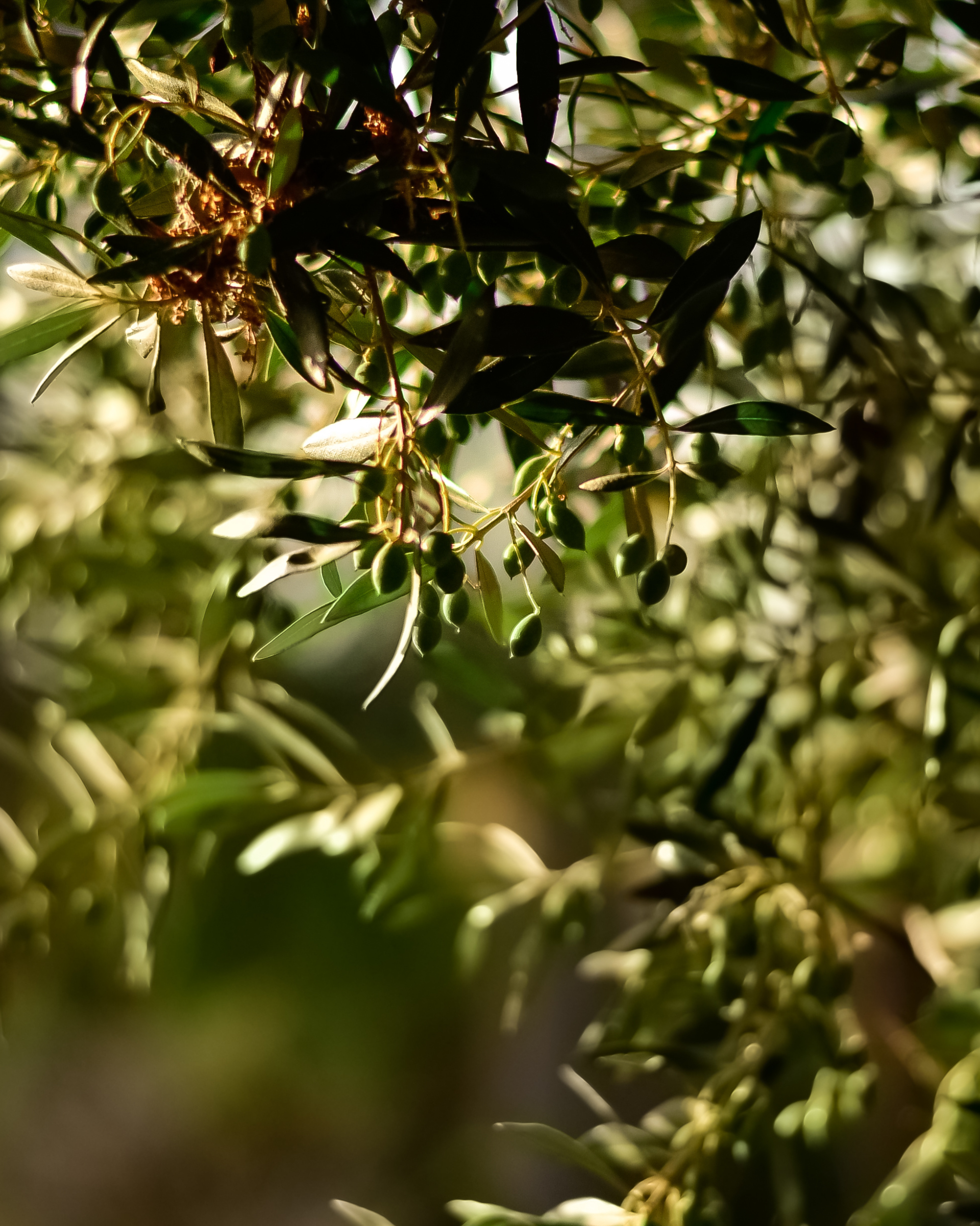 Dappled light through wild olive leaves
