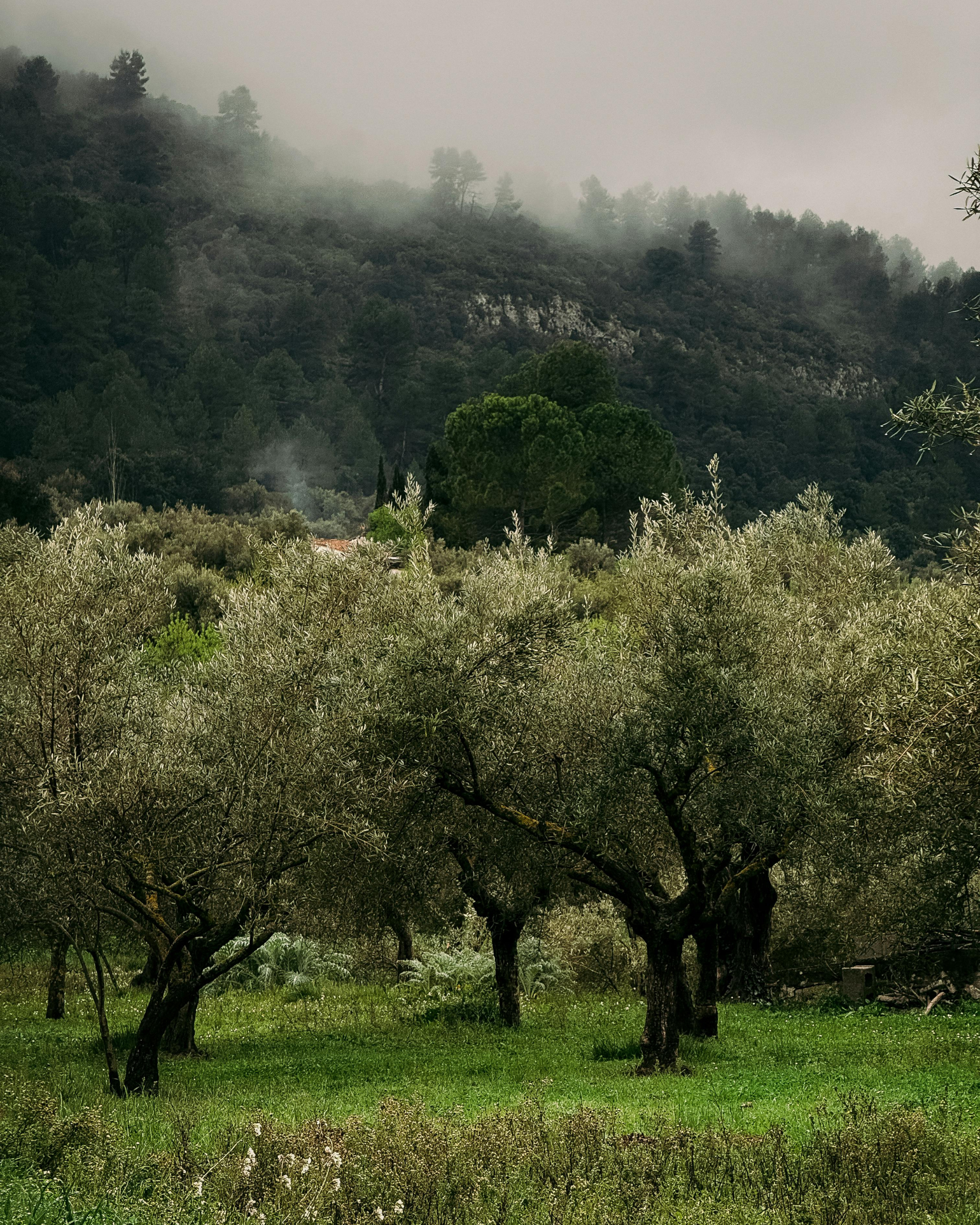 Olive grove rising into the mountain mist between Achaia and Messolonghi