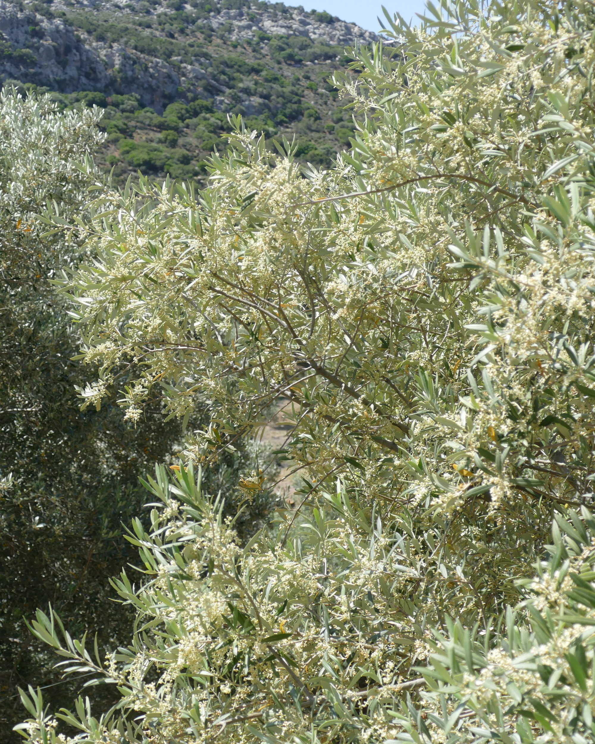 Wild olive in bloom on the rocky mountainside